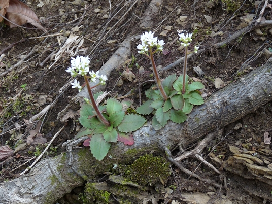 {Micranthes virginiensis}